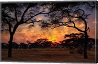 Acacia forest, sunset, Tarangire National Park, Tanzania Fine Art Print