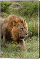 Adult male lion, Lake Nakuru National Park, Kenya Fine Art Print