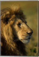 Adult male lion, Maasai Mara, Kenya Fine Art Print