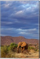 African Elephant, Samburu Game Reserve, Kenya Fine Art Print