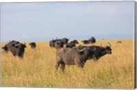 African Buffalo (Syncerus caffer), Mount Kenya National Park, Kenya Fine Art Print