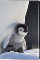 Baby Emperor Penguin, Snow Hill Island, Antarctica Fine Art Print