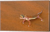Desert Gecko, Namib Desert, Namibia Fine Art Print