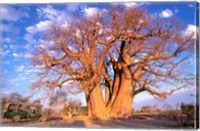 Baobab, Okavango Delta, Botswana Fine Art Print