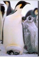 Emperor Penguins, Antarctic Peninsula, Antarctica Fine Art Print