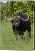 Cape buffalo, Hwange National Park, Zimbabwe, Africa Fine Art Print