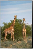 Giraffe, Etosha National Park, Namibia Fine Art Print