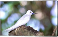 Fairy Tern, Aride Island, Seychelles, Africa Fine Art Print