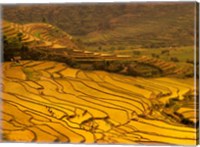 Farmers Plant Rice, Luchun, Yunnan, China Fine Art Print