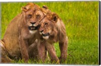 African lions, Ngorongoro Conservation Area, Tanzania Fine Art Print