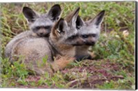 Bat-eared foxes, Serengeti National Park, Tanzania Fine Art Print