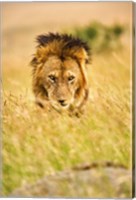 Adult male lion, Panthera leo, Masai Mara, Kenya Fine Art Print