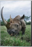 Black Rhinoceros, Kenya Fine Art Print