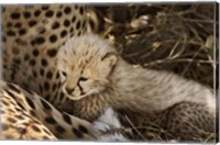 Cheetah cub, Acinonyx jubatus, Masai Mara, Kenya Fine Art Print