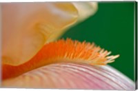 Close-up of hybrid Bearded Iris flower, Louisville, KY Fine Art Print