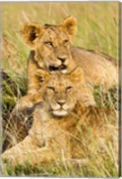 Group of lion cubs, Panthera leo, Masai Mara, Kenya Fine Art Print