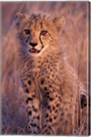 Cheetah, Phinda Reserve, South Africa Fine Art Print