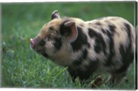 Domestic Farmyard Piglet, South Africa Fine Art Print