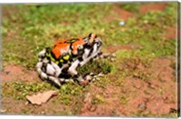 Africa, Madagascar, Isalo. Terrible frog Fine Art Print