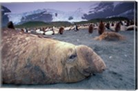 Elephant Seal and King Penguins, South Georgia Island, Antarctica Fine Art Print