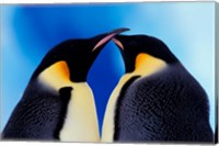 Emperor Penguin Pair, Antarctica Fine Art Print