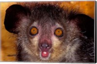 Aye-Aye, Madagascar Fine Art Print