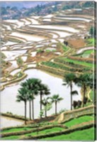 Asia, China, Yunnan Province, Jiayin. Flooded Terraces Fine Art Print