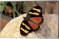 Orange/Yellow Butterfly, Gombe National Park, Tanzania Fine Art Print