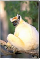 Africa, Madagascar, Daraina. Golden-crowned Sifaka Fine Art Print