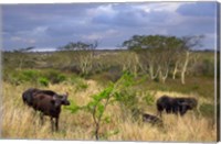 Cape Buffalo, Zulu Nyala Game Reserve, Hluhluwe, Kwazulu Natal, South Africa Fine Art Print