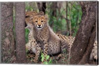 Cheetah Cubs, Phinda Preserve, South Africa Fine Art Print