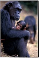 Female Chimpanzee Cradles Newborn Chimp, Gombe National Park, Tanzania Fine Art Print