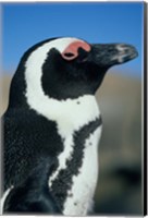 Close up of an African Penguin, Cape Peninsula, South Africa Fine Art Print