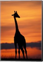 Giraffe Silhouetted, Masai Mara Game Reserve, Kenya Fine Art Print