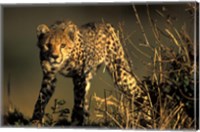Cheetah Cub in Short Grass, Masai Mara Game Reserve, Kenya Fine Art Print