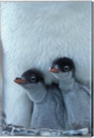 Gentoo Penguin Chicks, Port Lockroy, Wiencke Island, Antarctica Fine Art Print