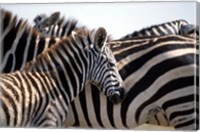 Black and White Stripe Pattern of a Plains Zebra Colt, Kenya Fine Art Print