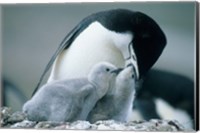 Chinstrap Penguins, Deception Island, Antarctica Fine Art Print