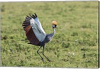 Africa, Tanzania, Ngorongoro Crater. Grey Crowned Crane dancing. Fine Art Print