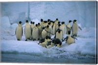 Emperor Penguins, Cape Roget, Ross Sea, Antarctica Fine Art Print
