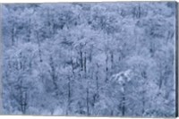 Forest Covered with Snow, Mt Huangshan (Yellow Mountain), China Fine Art Print