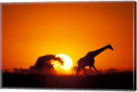 Giraffe Walks Past Setting Sun, Chobe River, Chobe National Park, Botswana Fine Art Print