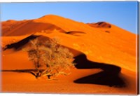 Elim Dune Overcomes, Sesriem, Namib Naukluft Park, Namibia Fine Art Print