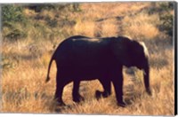 Close-up of Elephant in Kruger National Park, South Africa Fine Art Print