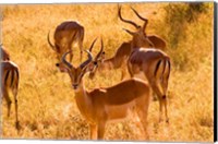 Close-up of Impala, Kruger National Park, South Africa Fine Art Print