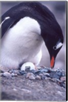 Gentoo Penguin on Nest, Antarctica Fine Art Print