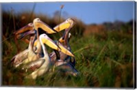 Botswana, Okavango Delta. Pink-backed Pelican birds Fine Art Print