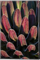 Red leafs, Giant Lobelia, Heather Forest, Rwenzori, East Africa Fine Art Print