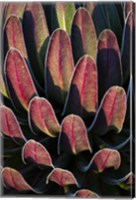 Red leafs, Giant Lobelia, Heather Forest, Rwenzori, East Africa Fine Art Print