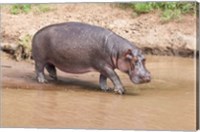 Hippopotamus pod relaxing, Mara River, Maasai Mara, Kenya, Africa Fine Art Print